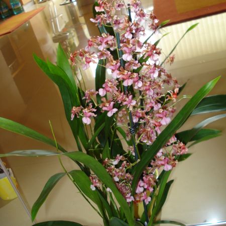 Oncidium(mihaela)